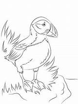 Puffin Puffins Fun Kids Coloring Pages sketch template