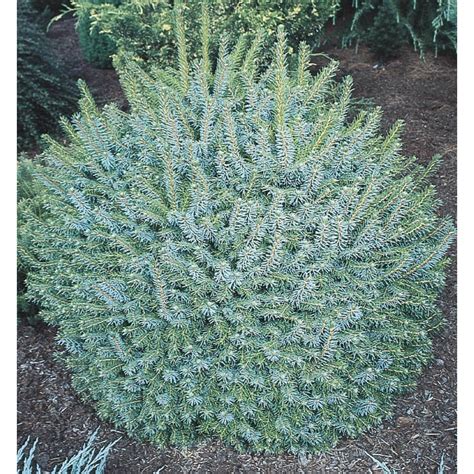 gallon dwarf globe blue spruce feature shrub  pot   lowescom