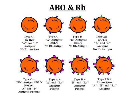 abo blood groups powerpoint    id