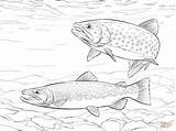 Trout Coloring Pages Fish Rainbow Brown Printable Drawings Drawing Adult Brook Supercoloring Saltwater Colouring Fishing Color Wonderfully Book Crafts Template sketch template
