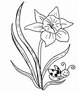 Daffodil Coloring Flower Pages Getcolorings sketch template