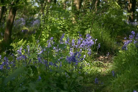 bluebells kate davies designs