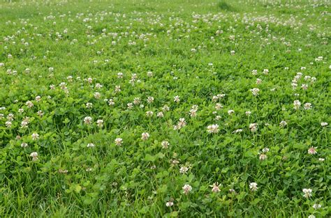 reasons  plant  clover lawn