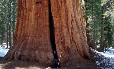 haley hiatus sequoia national park