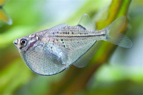small aquarium fish breeds   freshwater tank