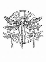Dragonfly Dragonflies Zentangle Adults Flies sketch template