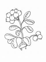 Pages Cowberry Coloring Berries sketch template