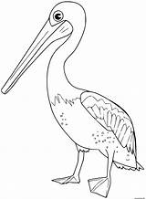 Pelican Coloriages Oiseaux Ptaki Kolorowanki Oiseau sketch template