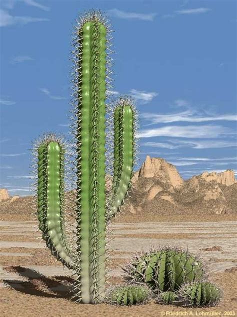 cacti  succulents cactus plants cactus desert plants landscaping