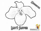 Flower Minnesota Lady Slipper State Pink Coloring sketch template