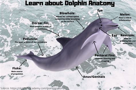 anatomy   dolphin bloomsburg infographics