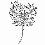 Azalea Flores Colorare Rhododendron Rododendro Disegni Dibujosparacolorear Azaleas Hermosas Pobarvanke sketch template