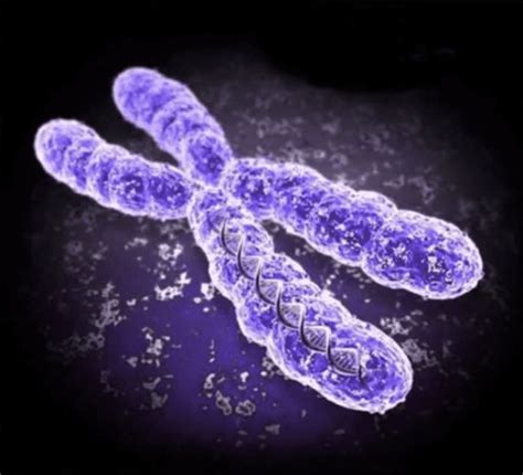 chromosomes turn     genes  mysterious coating