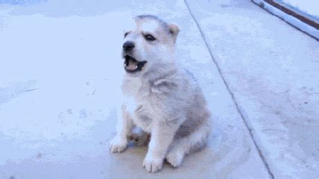howling puppy gifs find share  giphy