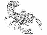 Scorpion Colorir Scorpio Zodiac Insetos Adultes Coloration Zodiaque Isolement Signe Ornamental Outline sketch template