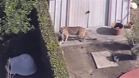 Hiker Probably Killed In Oregon S First Fatal Cougar Attack Bbc News