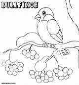 Bullfinch Designlooter sketch template