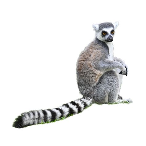 gray tail lemur mammal grey tunneous lemur lemur png transparent image  clipart