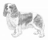 Cavalier King Charles Spaniel Coloring Sketch Fci Drawings Illustrations Breed Standard Nomenclature Designlooter 667px 35kb Paintingvalley Breeds Sketches sketch template