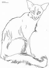 Cat Siamese Coloring Color Printable Javanese Pages Getcolorings Own sketch template