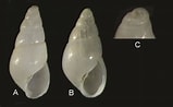 Afbeeldingsresultaten voor "odostomia Plicata". Grootte: 159 x 98. Bron: www.researchgate.net