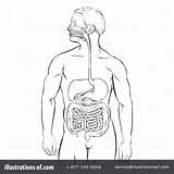 Digestive System Drawing Coloring Getdrawings sketch template
