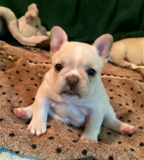 cutest baby french bulldog image bleumoonproductions
