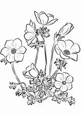 Anemone Coloring Coronaria Pages Drawing Flowers Printable Flower Drawings Categories sketch template