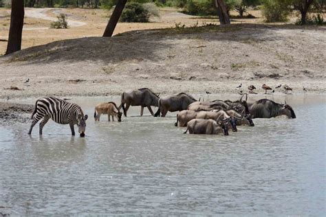 serengeti national park famous tours  safaris