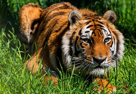 top  orange tiger stock  pictures  images istock