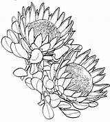 Protea Flower Coloring Drawing Tattoo King Drawings Flowers Pages Sketch Waratah Sketches Google Plant Colouring South Botanical Illustration Draw Paint sketch template