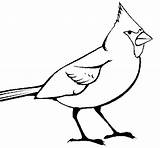 Cardinal Bird sketch template