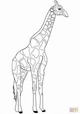 Giraffe Tegninger Giraf Tegne Farvelægning Prik sketch template