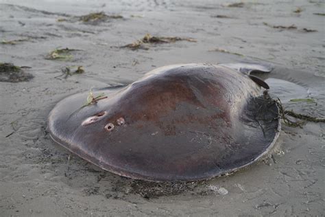 electric torpedo ray  photo  flickriver