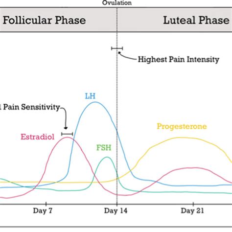 summary of female sex hormones during the menstrual cycle download