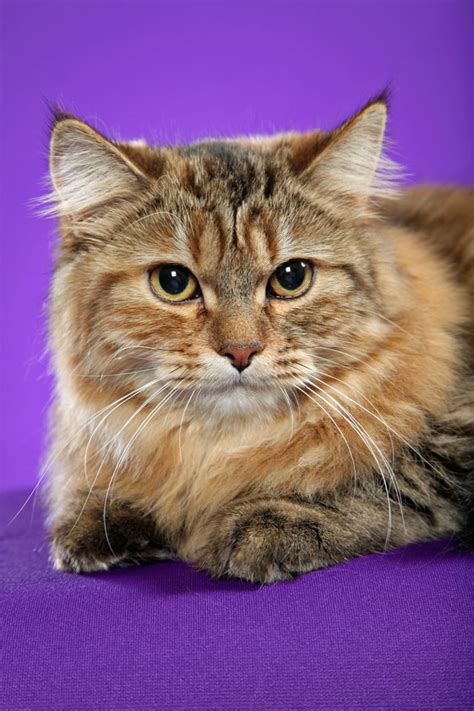 brown classic torbie siberian cat advocating animal welfare