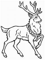 Deer Coloring Pages Coloringpages1001 Gif sketch template