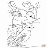 Coloring Tit Titmouse Pages Birds Printable Tufted Bridled Drawing Blue Template Color Designlooter Tits Drawings 72kb sketch template