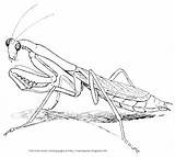 Mantis Praying Coloring Drawing Mantodea Designlooter Crayon Palace Getdrawings Insects Description 35kb Drawings sketch template
