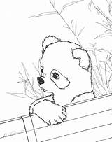 Panda Coloring Pages Cute Baby Red Printable Realistic Pandas Kids Color Print Anime Animal Sheets Animals Drawing Bear Bamboo Adults sketch template