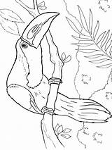 Coloring Pages Toucan Bird Getcolorings Color Printable sketch template