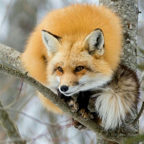 buy  pet fox find property  rent