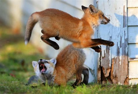 foxes play  evening light  pembroke friends meetinghouse  boston globe