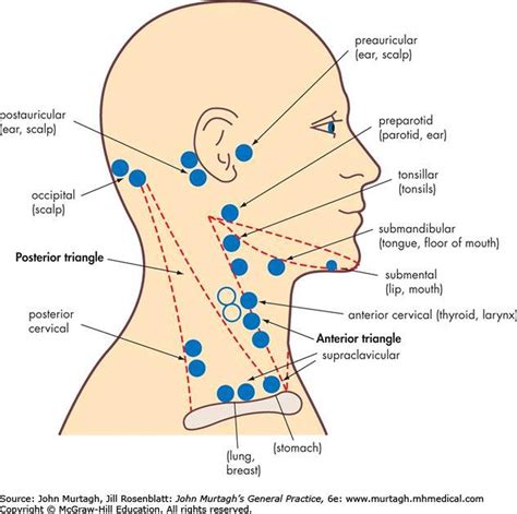 Pictures Of Anterior Cervical Lymph Nodes Lymph Nodes Cervical