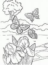 Coloring Garden Butterfly Drawing Flowers Pages Butterflies Beautiful Flower Kids Clipart Spring Colouring Print Sheets Printable Gardens Summer Birds Draw sketch template