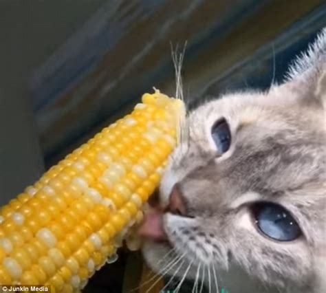 Cat Eats Corn On The Cob Just Like A Human On Instagram Daily Mail Online