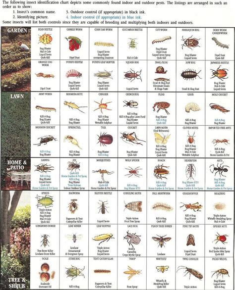 insect identification chart insect identification insects  gardens