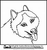 Coloring Husky Pages Siberian Printable Popular Library Clipart Coloringhome Cartoon sketch template