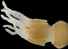 Afbeeldingsresultaten voor "catostylus Tagi". Grootte: 137 x 100. Bron: www.researchgate.net