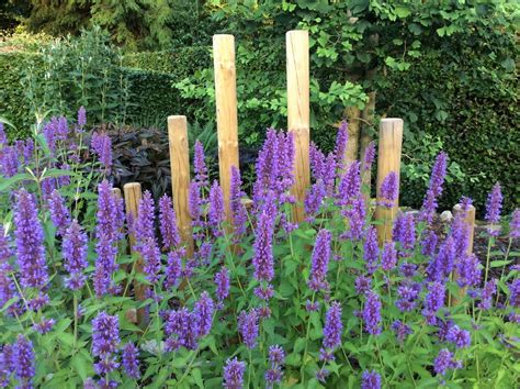 de mooiste vaste planten voor een tuin op zandgrond artofit